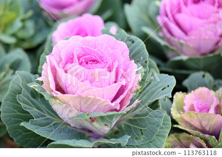 Habotan flowers Habotan flowers 113763118