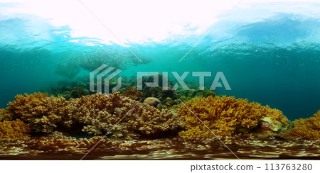 School of sardines underwater scene. Tropical coral under the sea. Virtual Reality 360. 113763280