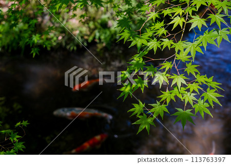 拍攝京都府八幡市松花堂公園的耀眼新綠 113763397