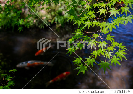 拍攝京都府八幡市松花堂公園的耀眼新綠 拍攝京都府八幡市松花堂公園的耀眼新綠 113763399
