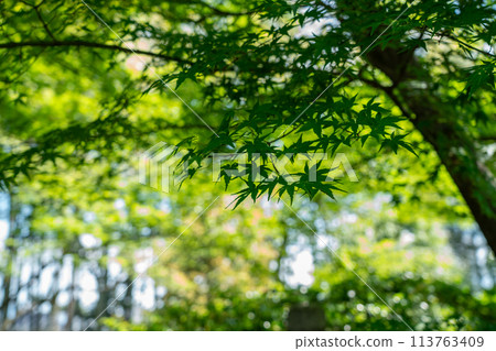 Photographing the dazzling new greenery of Shokado Park in Yawata, Kyoto Prefecture Photographing the dazzling new greenery of Shokado Park in Yawata, Kyoto Prefecture 113763409