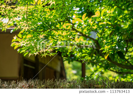 Photographing the dazzling new greenery of Shokado Park in Yawata, Kyoto Prefecture Photographing the dazzling new greenery of Shokado Park in Yawata, Kyoto Prefecture 113763413