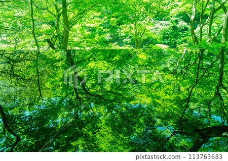 Photographing the dazzling greenery of Arashiyama Yusaitei in early summer in Ukyo Ward, Kyoto City 113763683