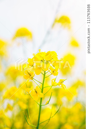 Rape blossoms 113763686