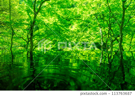 Photographing the dazzling greenery of Arashiyama Yusaitei in early summer in Ukyo Ward, Kyoto City 113763687