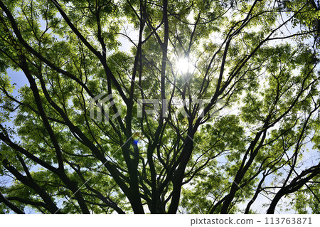 鮮綠色 鮮綠色 113763871