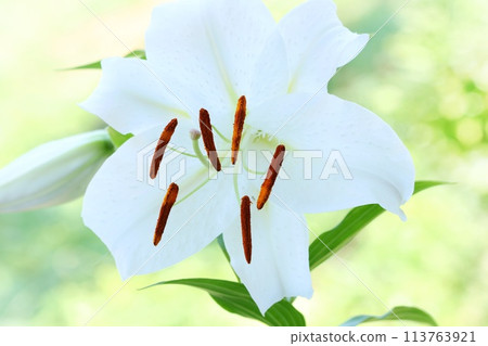 White lily Casablanca large flower outdoor natural background 113763921