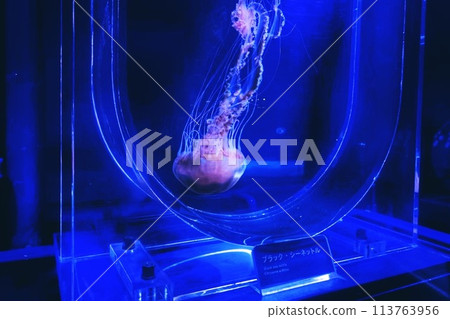 Glowing Jellyfish 113763956