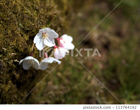 Sakura "Yoshino cherry tree" that bloomed in April 113764192