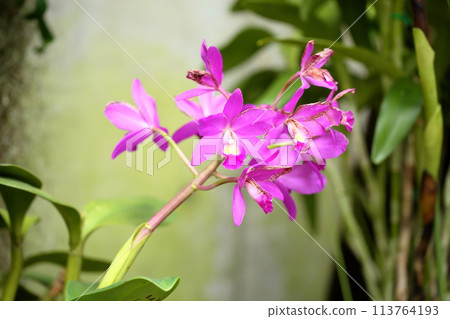 Ran flower of the orchid 113764193