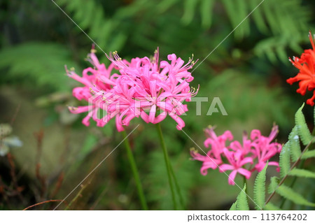 Nerine flower diamond lily 113764202