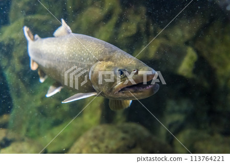 A fast-flowing mountain stream A fast-flowing mountain stream 113764221