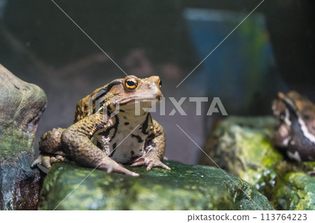 Frogs that live in the wetlands of Japan 113764223