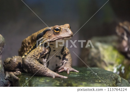 生活在日本濕地的青蛙 113764224