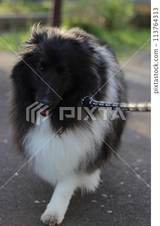 Dogs (Sheltie, Bi-Black) enjoying a morning walk 113764313