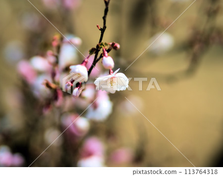 四月盛開的櫻花“Sakigake Mamezakura” 113764318