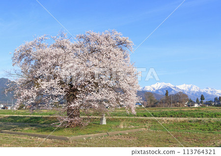 櫻花與北阿爾卑斯山,蘇沼的一棵櫻花 櫻花與北阿爾卑斯山,蘇沼的一棵櫻花 113764321
