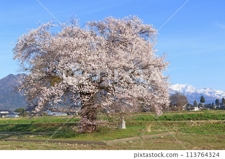 櫻花與北阿爾卑斯山，蘇沼的一棵櫻花 113764324