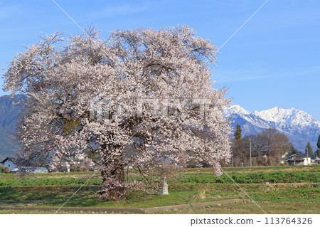 Cherry blossoms and the Northern Alps - Sunuma's single cherry tree 113764326