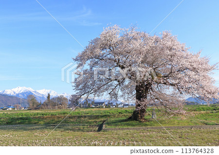 Cherry blossoms and the Northern Alps - Sunuma's single cherry tree Cherry blossoms and the Northern Alps - Sunuma's single cherry tree 113764328