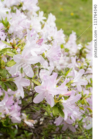 Pale-colored azalea Pale-colored azalea 113764340