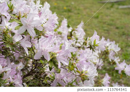 Pale-colored azalea 113764341