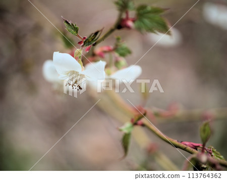 四月盛開的白楓草莓花 四月盛開的白楓草莓花 113764362
