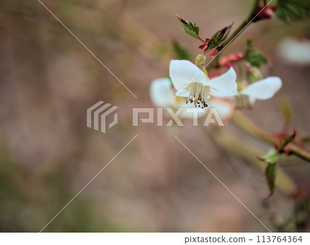 White maple blossoms blooming in April White maple blossoms blooming in April 113764364