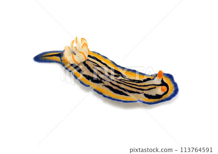 Ryumon Iroumiushi white background 113764591