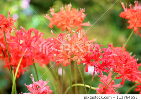 Nerine花鑽石百合 Nerine花鑽石百合 113764655