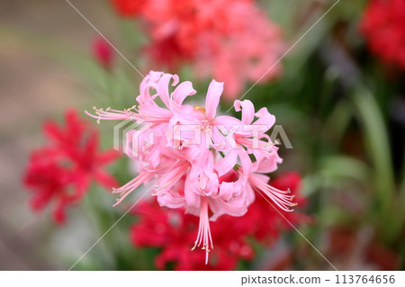 Nerine flower diamond lily 113764656
