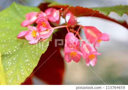 沖繩秋海棠花 113764659