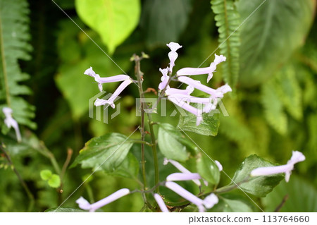 Plectranthus花 Plectranthus花 113764660