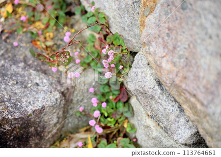 Flowering flower Flowering flower 113764661