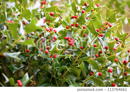 Shinigiri水果 Shinigiri水果 113764662