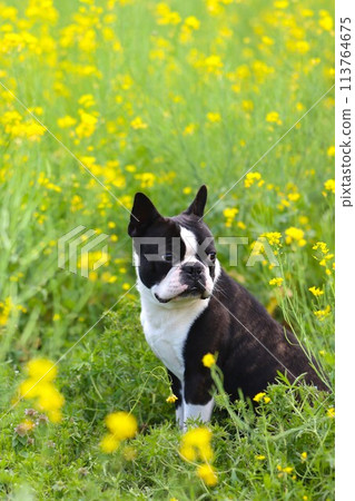 Mighty the Boston terrier sitting in a field of rapeseed flowers and looking back♡ 113764675