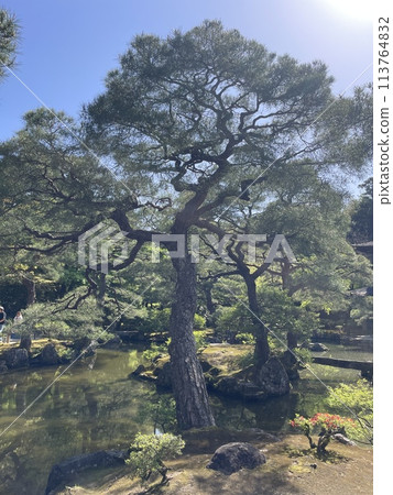 日本庭院杉樹 日本庭院杉樹 113764832