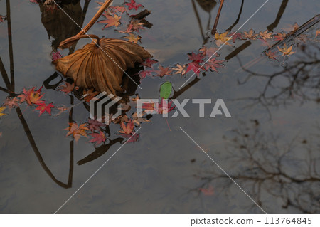 在當地人最愛的京都植物園拍攝秋葉 在當地人最愛的京都植物園拍攝秋葉 113764845