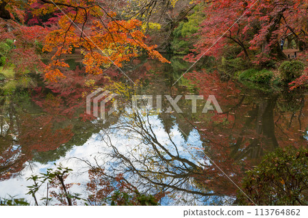 Photographing the autumn leaves at Kyoto Botanical Gardens, a beloved local spot Photographing the autumn leaves at Kyoto Botanical Gardens, a beloved local spot 113764862