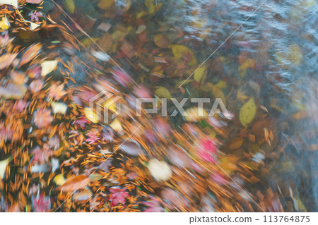 在當地人最愛的京都植物園拍攝秋葉 在當地人最愛的京都植物園拍攝秋葉 113764875