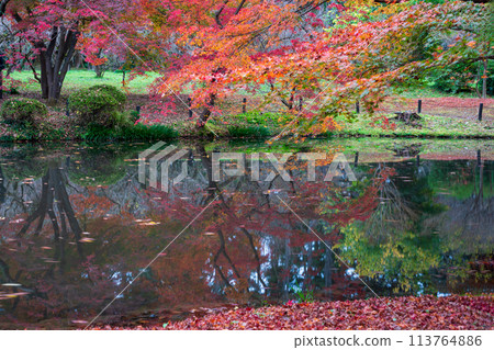 Photographing the autumn leaves at Kyoto Botanical Gardens, a beloved local spot Photographing the autumn leaves at Kyoto Botanical Gardens, a beloved local spot 113764886