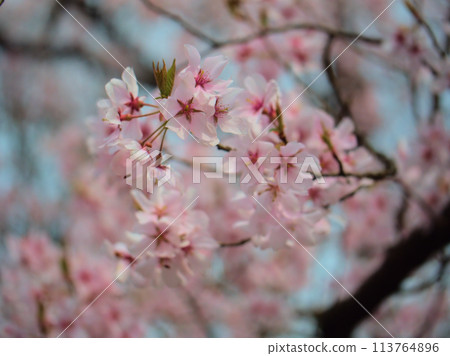 四月盛開的櫻花“越之彼岸櫻” 113764896