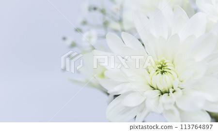 白菊花哀悼明信片 白菊花哀悼明信片 113764897