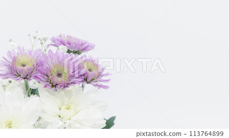 紫白菊花、哀悼明信片、葬禮花卉圖像素材 紫白菊花、哀悼明信片、葬禮花卉圖像素材 113764899