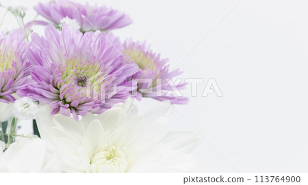 紫白菊花、哀悼明信片、葬禮花卉圖像素材 113764900
