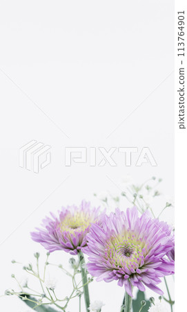 紫菊花哀悼明信片葬禮花卉圖像素材 紫菊花哀悼明信片葬禮花卉圖像素材 113764901