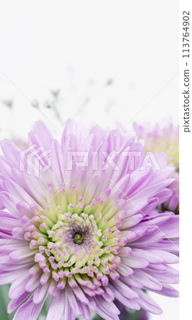 紫菊花哀悼明信片葬禮花卉圖像素材 113764902