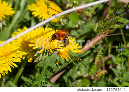 虎蜂 虎蜂 113765041