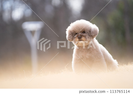 玩具貴賓犬 113765114