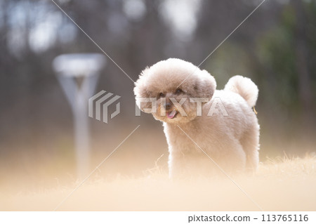 微笑的玩具貴賓犬 微笑的玩具貴賓犬 113765116